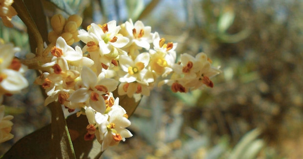 Abhängig vom Verbreitungsgebiet blühen Olivenbäume von Ende April bis Anfang Juni. An end- oder seitenständigen, 2 bis 4 cm langen, rispigen Blütenständen stehen zwischen 10 und 40 Blüten.
